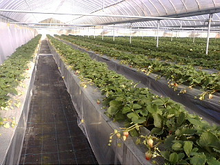 20111219092717_冬支度ハウス全体.jpg
