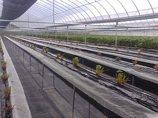 20120615_収穫株の整理.jpg