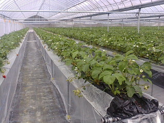 20120319_葉かき3.jpg